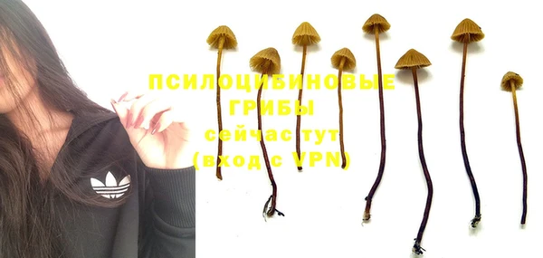 индика Абаза